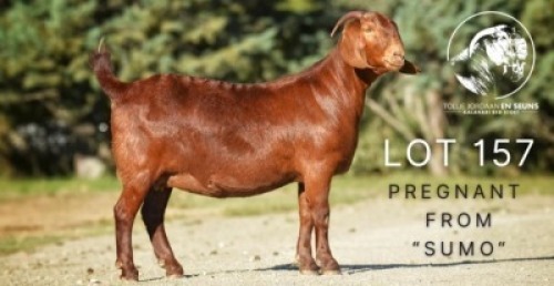 1X KALAHARI RED STUD 21-095 DOE TOLLIE JORDAAN EN SEUNS