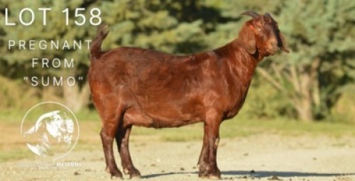 WITHDRAWN - 1X KALAHARI RED DOE TOLLIE JORDAAN EN SEUNS