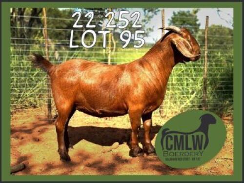 1X KALAHARI RED FLOCK 21-383 DOE CMLW BOERDERY
