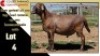 LOT 4 1X MEATMASTER RAM CC220737 COLLETT FARMING CC