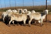 20X OOI/EWE Wit (Betaal per stuk om lot te neem) - 2