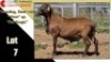 LOT 7 1X MEATMASTER RAM CC220408 COLLETT FARMING CC
