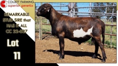 LOT 11 1X MEATMASTER RAM CC220027 COLLETT FARMING CC