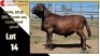 LOT 14 1X MEATMASTER RAM CC210483 COLLETT FARMING CC