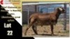 LOT 22 1X MEATMASTER RAM CC220619 COLLETT FARMING CC