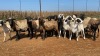 20X OOI/EWE Wit & Swart (Betaal per stuk om lot te neem) - 2