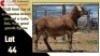 LOT 44 1X MEATMASTER RAM CC220566 COLLETT FARMING CC