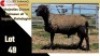 LOT 49 1X MEATMASTER RAM CC220543 COLLETT FARMING CC