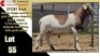 LOT 55 1X MEATMASTER RAM CC220535 COLLETT FARMING CC