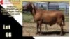 LOT 66 1X MEATMASTER RAM CC220467 COLLETT FARMING CC