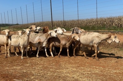 20X OOI/EWE Bont Bruin (Betaal per stuk om lot te neem)