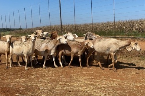 20X OOI/EWE Bont Bruin (Betaal per stuk om lot te neem)