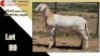 LOT 99 1X MEATMASTER RAM CC220650 COLLETT FARMING CC