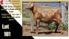 LOT 101 1X MEATMASTER RAM CC220423 COLLETT FARMING CC