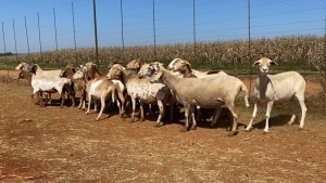 20X OOI/EWE WITH 1 LAMB Bont Bruin (Betaal per stuk om lot te neem)