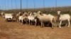 20X OOI/EWE WITH 1 LAMB Bont Bruin (Betaal per stuk om lot te neem) - 2