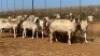 20X OOI/EWE WITH 1 LAMB Bont Bruin (Betaal per stuk om lot te neem) - 3