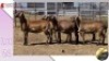 LOT 24A 1X MEATMASTER EWE COLLETT FARMING CC