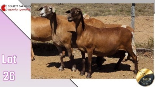 LOT 26C 1X MEATMASTER EWE COLLETT FARMING CC
