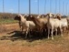 20X OOI/EWE WITH 1 LAMB Bont Bruin (Betaal per stuk om lot te neem) - 4