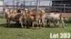 LOT 303 13X MEATMASTER COMMERCIAL EWE COLLETT FARMING CC