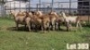 LOT 303 13X MEATMASTER COMMERCIAL EWE COLLETT FARMING CC - 3