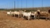 20X OOI/EWE Bont Bruin (Betaal per stuk om lot te neem) - 2