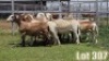 LOT 307 12X MEATMASTER COMMERCIAL EWE COLLETT FARMING CC - 2