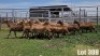 LOT 308 10X MEATMASTER COMMERCIAL EWE COLLETT FARMING CC - 2