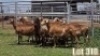 LOT 310 11X MEATMASTER COMMERCIAL EWE COLLETT FARMING CC - 2