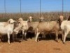 20X OOI/EWE Bont Bruin (Betaal per stuk om lot te neem) - 3