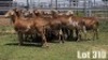 LOT 310 11X MEATMASTER COMMERCIAL EWE COLLETT FARMING CC - 3
