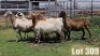 LOT 309 6X MEATMASTER COMMERCIAL EWE COLLETT FARMING CC