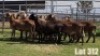 LOT 312 12X MEATMASTER COMMERCIAL EWE COLLETT FARMING CC - 4