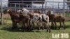 LOT 315 8X MEATMASTER COMMERCIAL EWE COLLETT FARMING CC - 2