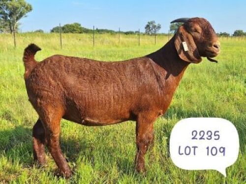 1X KALAHARI RED FLOCK 21-512 DOE STOUT GOAT