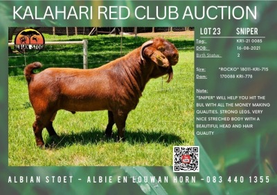 WITHDRAWN - 1X KALAHARI RED BUCK "SNIPER" ALBIAN STUD