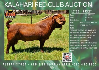 1X KALAHARI RED STUD 21-268 BUCK "ROCKET" ALBIAN STUD