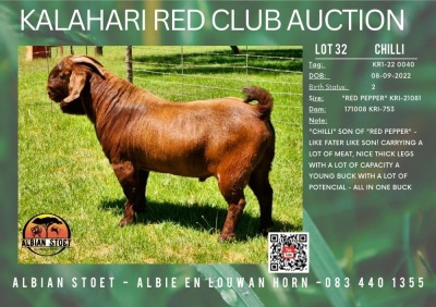 1X KALAHARI RED STUD 21-266 BUCK "CHILLI" ALBIAN STUD