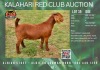 1X KALAHARI RED FLOCK 21-391 DOE ALBIAN STUD