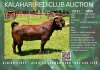 1X KALAHARI RED STUD 21-276 BUCK "SUPER" ALBIAN STUD