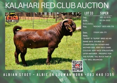 1X KALAHARI RED STUD 21-276 BUCK "SUPER" ALBIAN STUD