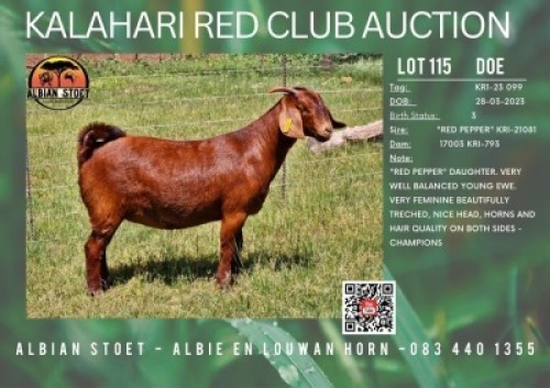 1X KALAHARI RED FLOCK 21-381 DOE ALBIAN STUD