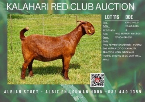 1X KALAHARI RED STUD 21-098 DOE ALBIAN STUD