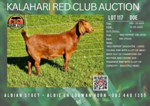 1X KALAHARI RED FLOCK 21-396 DOE ALBIAN STUD
