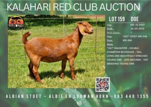 1X KALAHARI RED STUD 21-089 DOE ALBIAN STUD