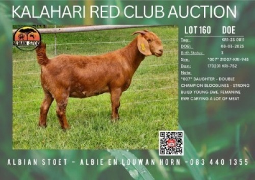 1X KALAHARI RED FLOCK 21-387 DOE ALBIAN STUD