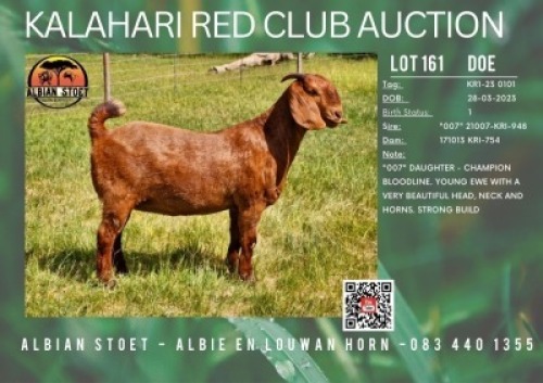 1X KALAHARI RED FLOCK 21-395 DOE ALBIAN STUD