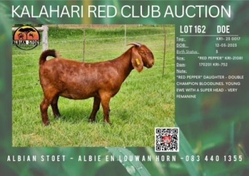 1X KALAHARI RED FLOCK 21-385 DOE ALBIAN STUD