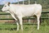1+1X CHIANINA PREGNANT FEMALE (3 in 1) CIAFKC 200014 Kadash Chianinas